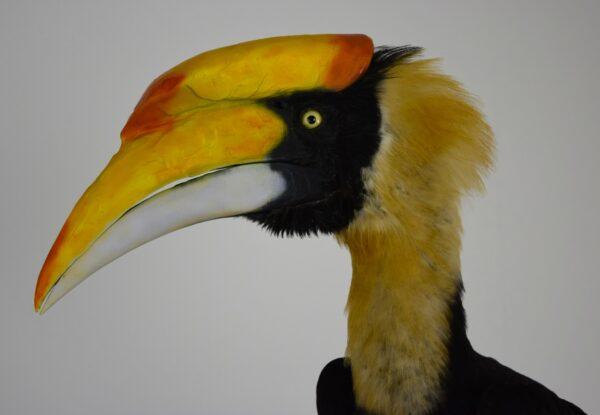 Taxidermy Great Hornbill - Image 6