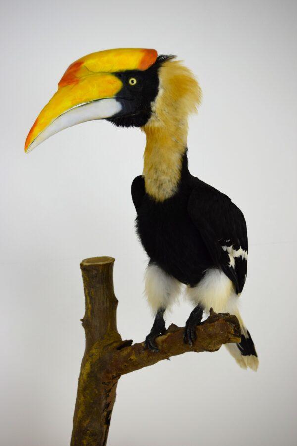 Taxidermy Great Hornbill - Image 5